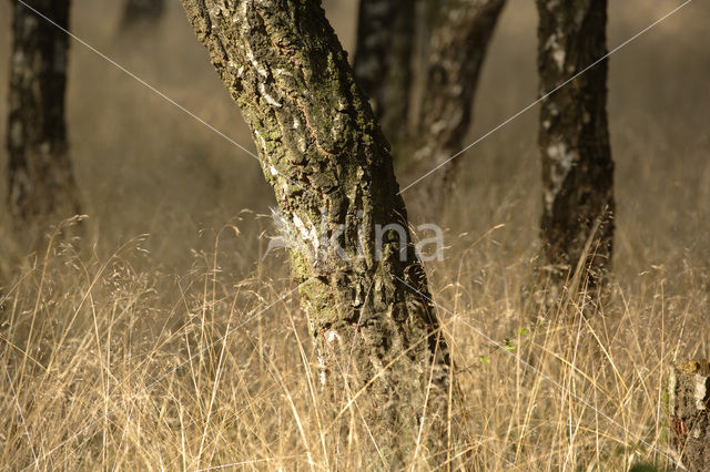 Berk (Betula)