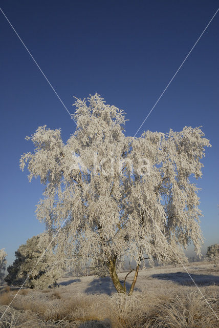 Berk (Betula)