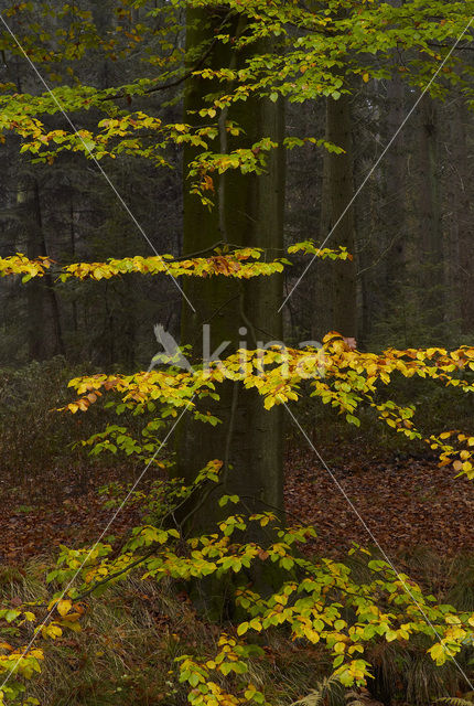 Beuk (Fagus sylvatica)