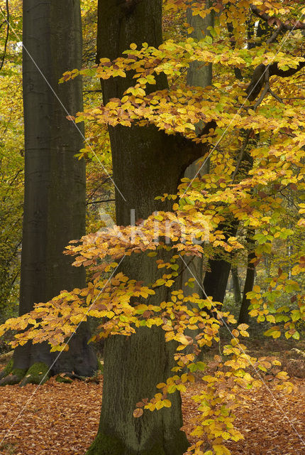 Beech (Fagus sylvatica)