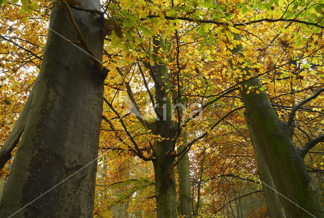 Beuk (Fagus sylvatica)