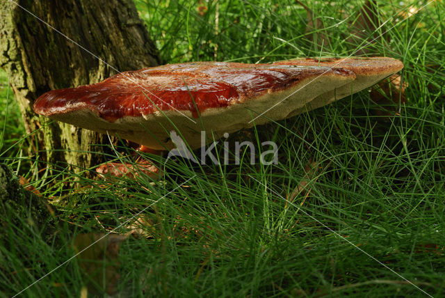 Biefstukzwam (Fistulina hepatica)