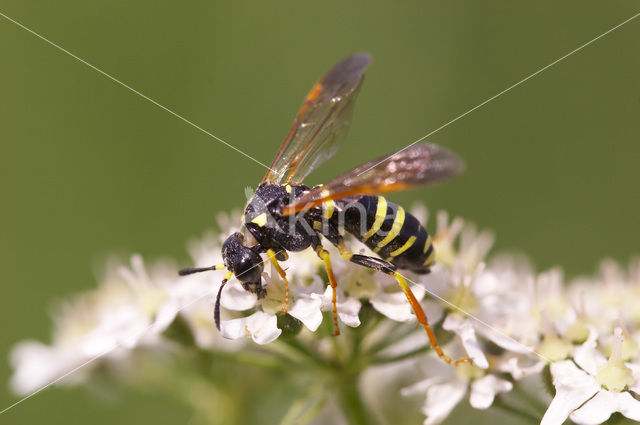 Bladwesp (Tenthredo omissa)