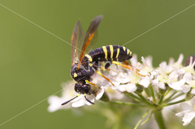 Bladwesp (Tenthredo omissa)