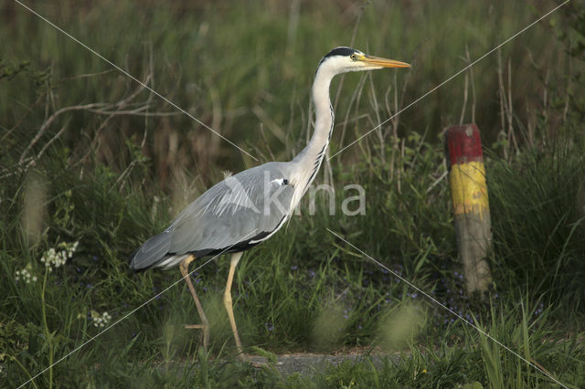 Blauwe Reiger (Ardea cinerea)