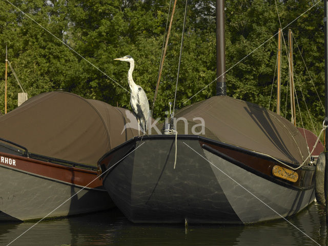 Blauwe Reiger (Ardea cinerea)