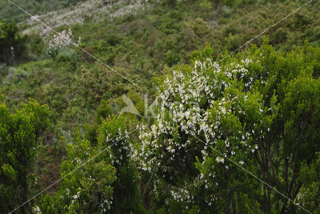 Boomheide (Erica arborea)