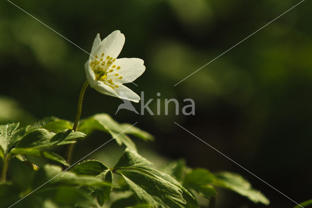 Bosanemoon (Anemone nemorosa)