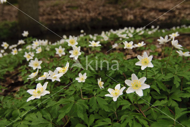 Bosanemoon (Anemone nemorosa)