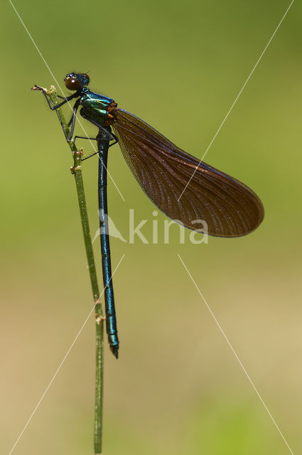 Bosbeekjuffer (Calopteryx virgo)