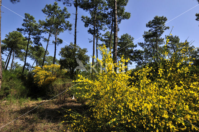 Brem (Cytisus scoparius)