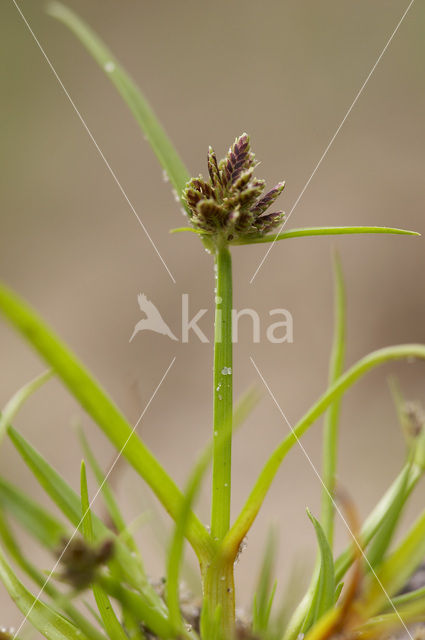 Bruin cypergras (Cyperus fuscus)