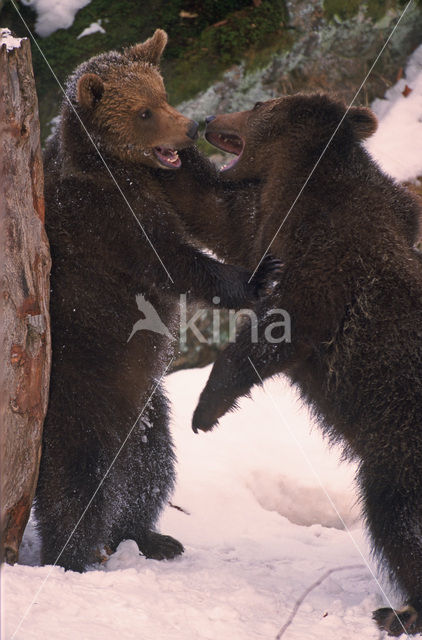 Bruine beer (Ursus arctos)