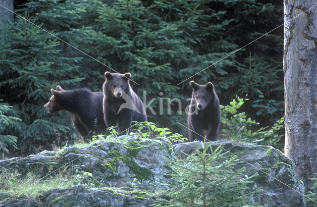 Bruine beer (Ursus arctos)