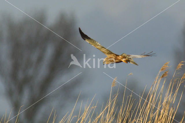 Bruine Kiekendief (Circus aeruginosus)