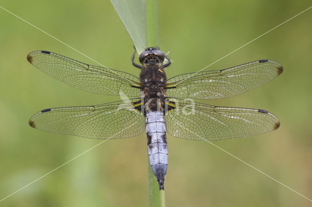 Bruine korenbout (Libellula fulva)