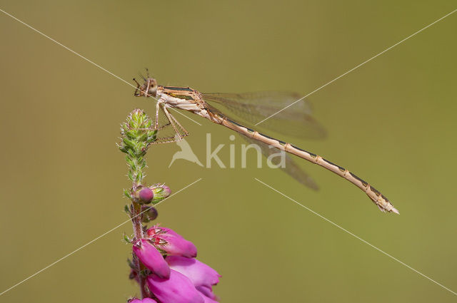 Bruine winterjuffer (Sympecma fusca)