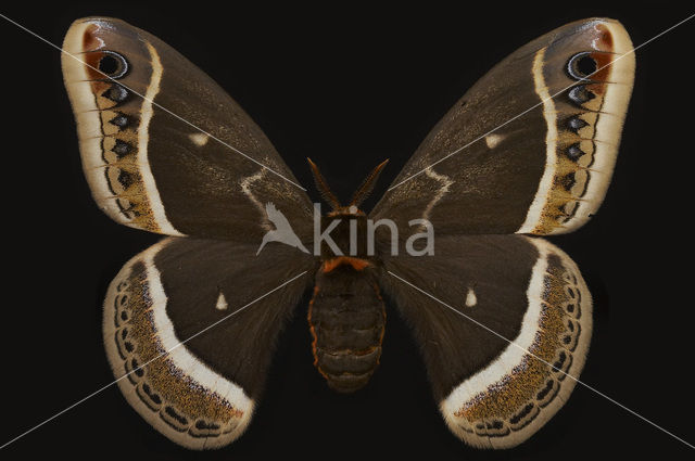 Calleta Silkmoth (Eupackardia calleta)