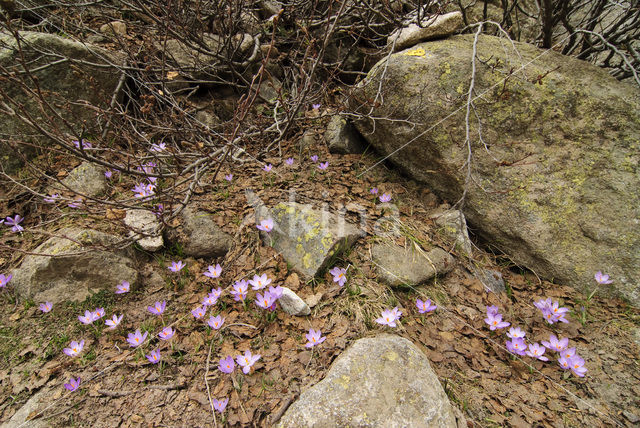 Corsicaanse krokus (Crocus corsicus)