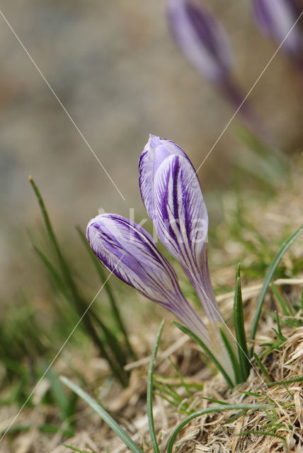 Corsicaanse krokus (Crocus corsicus)