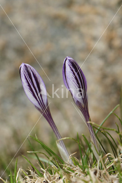 Corsicaanse krokus (Crocus corsicus)