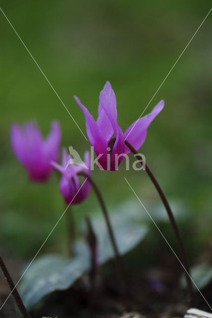 Cyclaam (Cyclamen repandum)