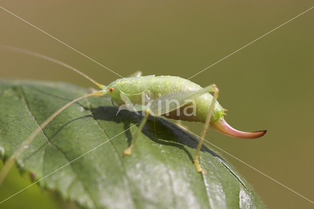 Cyrtaspis scutata