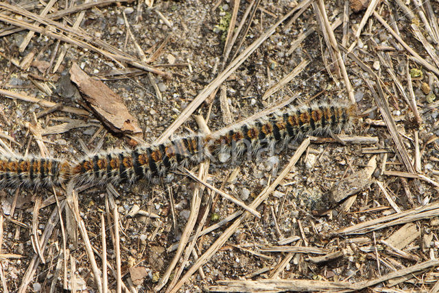 Dennenprocessierups (Thaumetopoea pityocampa)