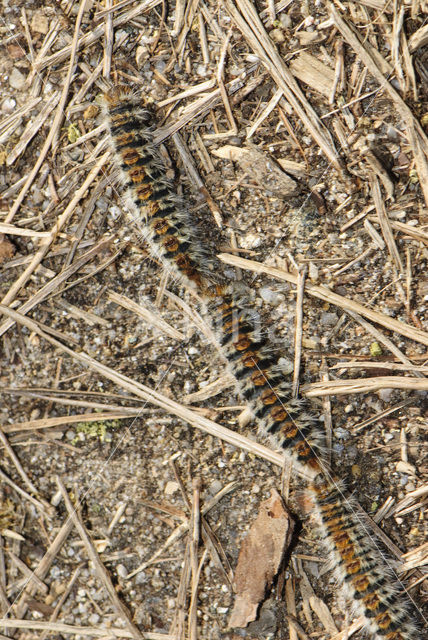 Dennenprocessierups (Thaumetopoea pityocampa)