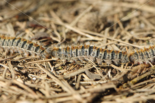 Dennenprocessierups (Thaumetopoea pityocampa)