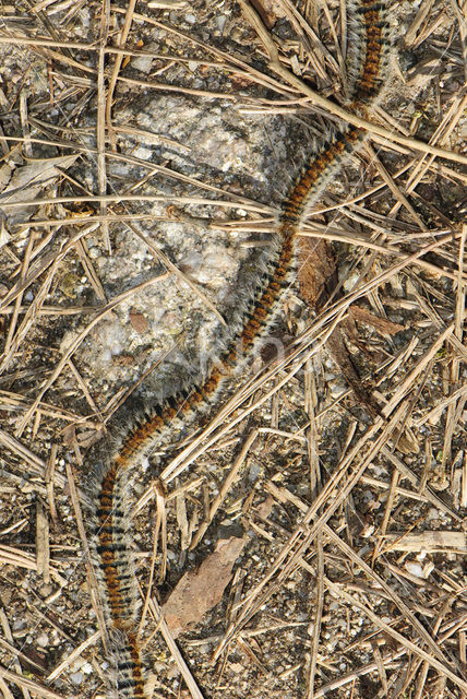 Dennenprocessierups (Thaumetopoea pityocampa)