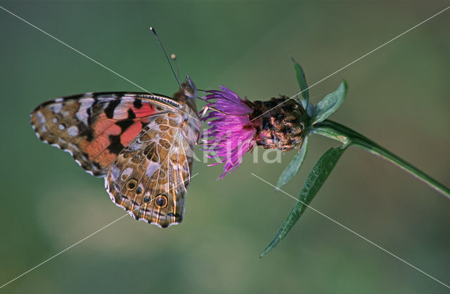 Distelvlinder (Vanessa cardui)