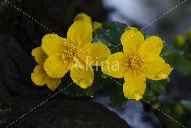 Dotterbloem (Caltha palustris)