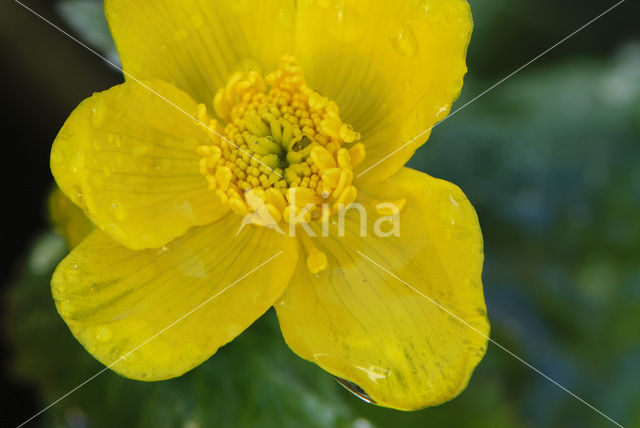 Dotterbloem (Caltha palustris)