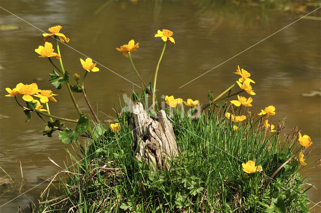 Dotterbloem (Caltha palustris)