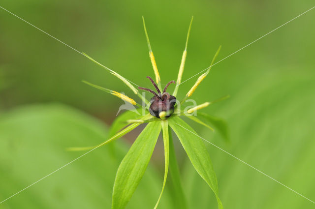 Eenbes (Paris quadrifolia)