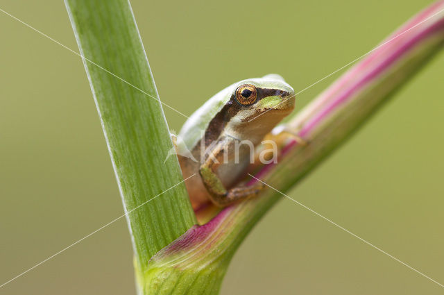 Europese boomkikker (Hyla arborea)