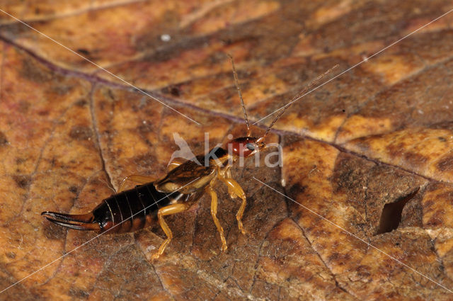 Europese oorworm (Forficula auricularia)