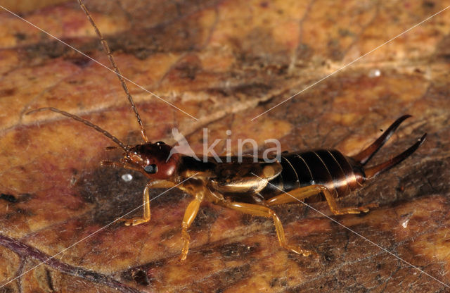 Europese oorworm (Forficula auricularia)