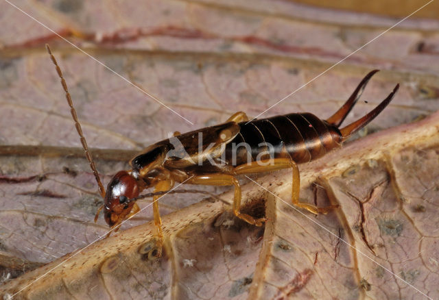 European earwig (Forficula auricularia)