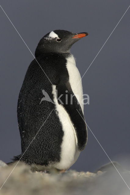 Ezelspinguin (Pygoscelis papua)