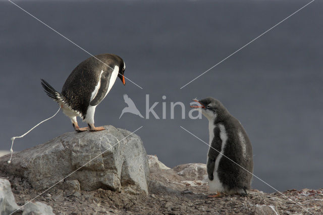 Ezelspinguin (Pygoscelis papua)