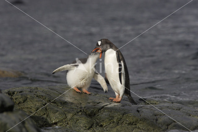 Ezelspinguin (Pygoscelis papua)