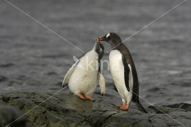 Ezelspinguin (Pygoscelis papua)