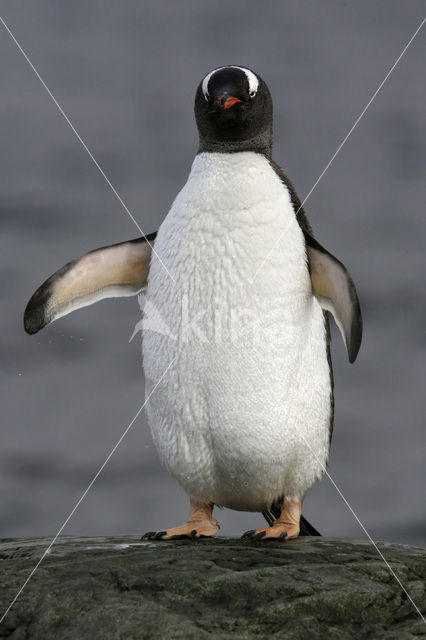 Ezelspinguin (Pygoscelis papua)