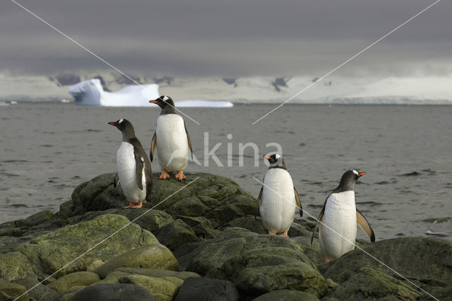 Gentoo penguin (Pygoscelis papua)