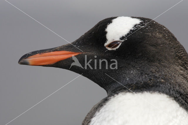 Ezelspinguin (Pygoscelis papua)