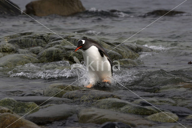 Ezelspinguin (Pygoscelis papua)