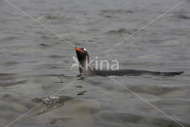 Ezelspinguin (Pygoscelis papua)