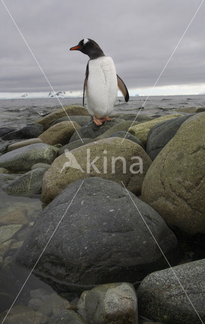 Gentoo penguin (Pygoscelis papua)